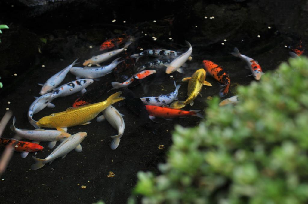 Atamisekitei Annex Sakuragaokasaryo Hotel Atami  Bagian luar foto